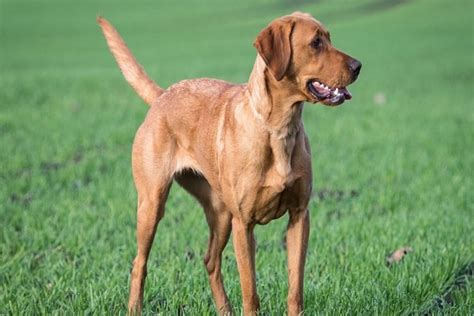 gucci dog red fox lab|red fox lab history.